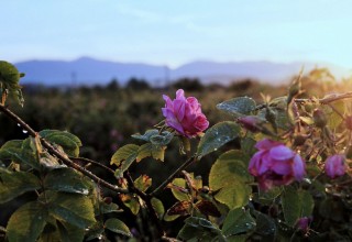 Роза Дамасцена Роза Дамасцена
